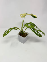 Load image into Gallery viewer, Monstera Adansonii Albo Variegated