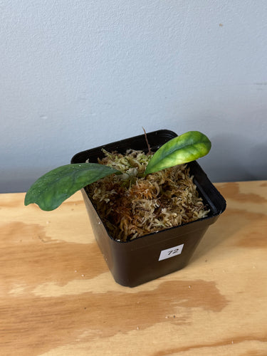 72. Hoya Deykeae