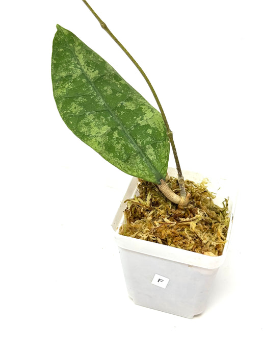 Hoya Lambii Silver F