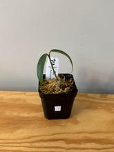 Load image into Gallery viewer, 1. Hoya Burmanica