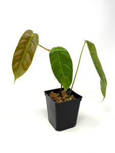 Philodendron Sharoniae