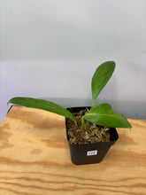 Load image into Gallery viewer, 125. Philodendron Lynette ‘Campii’