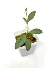 Load image into Gallery viewer, Hoya Nummularioides Silver