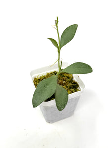 Hoya Nummularioides Silver