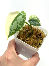 Load image into Gallery viewer, Scindapsus Mayari Variegated B