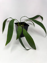 Load image into Gallery viewer, Anthurium Vittarifolium