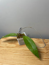 Load image into Gallery viewer, 187. Hoya Finlaysonii cv. Philip