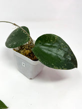Load image into Gallery viewer, Hoya Glabra Silver B