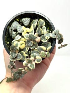 Ceropegia Woodii “String of Hearts” Variegated