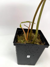 Load image into Gallery viewer, Philodendron Billietiae Variegated D