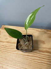 Load image into Gallery viewer, 207. Amydrium Zippelanium (juvenile)