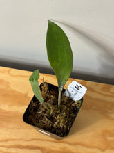 Load image into Gallery viewer, 144. Hoya Cinnamomifolia var. Cinnamomifolia