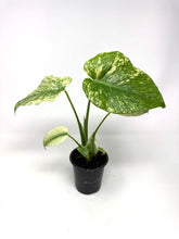 Load image into Gallery viewer, Monstera Deliciosa Mint Variegated