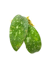 Load image into Gallery viewer, Hoya Polypus Splash