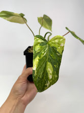 Load image into Gallery viewer, Philodendron Gloriosum Variegated A