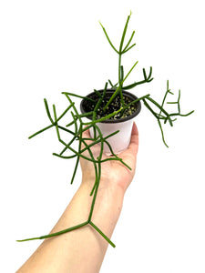 Rhipsalis Baccifera (Ships within Canada only)