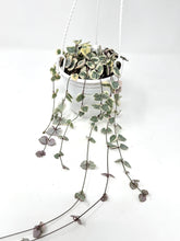 Load image into Gallery viewer, Ceropegia Woodii Variegated ‘String of Hearts’ (Hanging Basket)