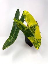 Load image into Gallery viewer, Philodendron Billietiae Variegated B