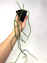 Load image into Gallery viewer, Rhipsalis Baccifera (Ships within Canada only)