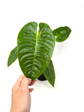 Load image into Gallery viewer, Anthurium Veitchii