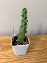 Load image into Gallery viewer, 2. ‘Boobie Cactus’- Ships within Canada only
