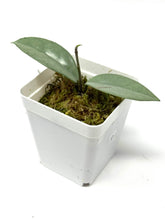 Load image into Gallery viewer, Hoya Wilbur Graves Silver D