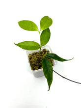 Load image into Gallery viewer, Hoya Danumensis