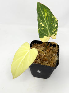 Philodendron Gloriosum Variegated F