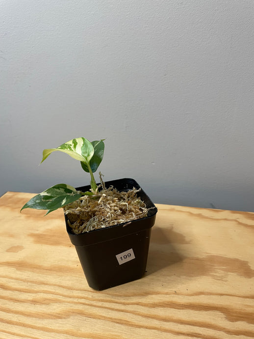 199. Rhaphidophora Tetrasperma Variegated