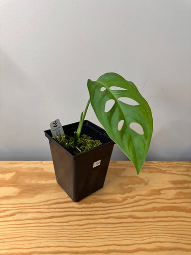 103. Monstera Esqueleto