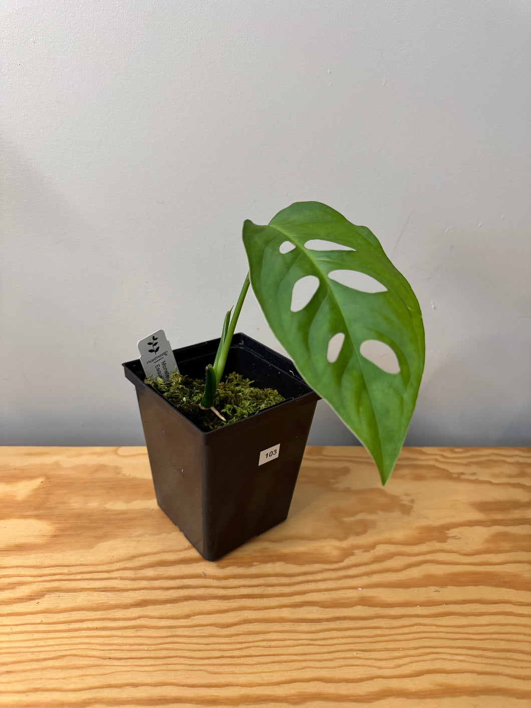 103. Monstera Esqueleto