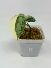 Load image into Gallery viewer, Scindapsus Mayari Variegated B