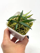 Load image into Gallery viewer, Hoya Pauciflora