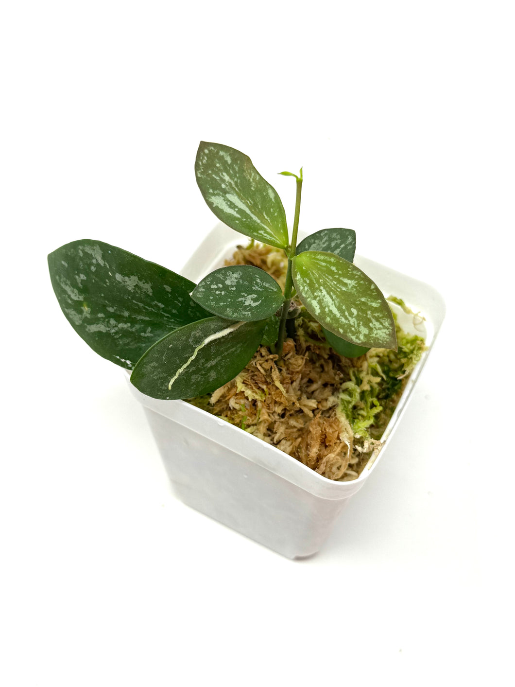 Hoya Biakensis Splash