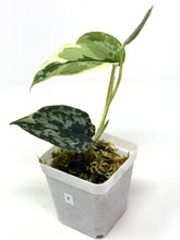 Load image into Gallery viewer, Scindapsus Mayari Variegated F