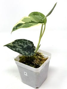 Scindapsus Mayari Variegated F