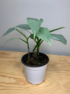 Philodendron Hastatum Silver Sword