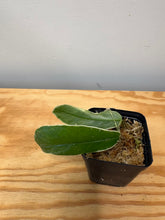 Load image into Gallery viewer, 16. Hoya Kenejiana Albo Variegated