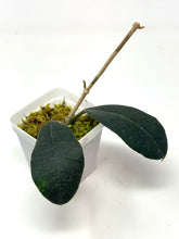 Load image into Gallery viewer, Hoya Hamiltoniorum