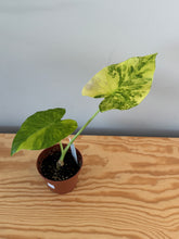 Load image into Gallery viewer, 265. Alocasia Odora Yellow Variegated