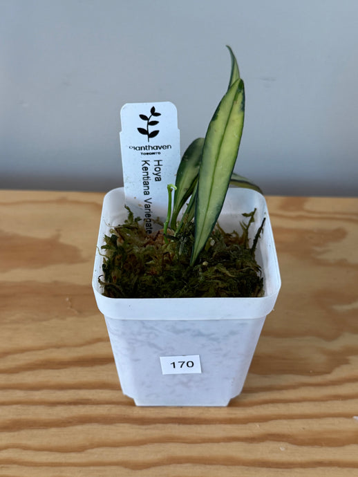 170. Hoya Kentiana Variegated