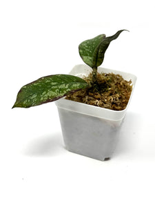 Hoya Gunung Gading Ghost B