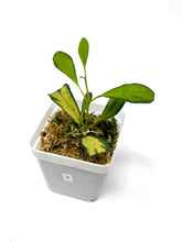 Load image into Gallery viewer, Hoya Manipurensis Variegated A
