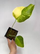Load image into Gallery viewer, Monstera Deliciosa Aurea Variegated G