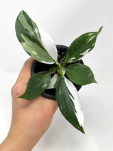 Load image into Gallery viewer, Philodendron White Wizard (high variegation)
