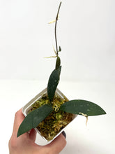 Load image into Gallery viewer, Hoya Dragon Wing (GPS7240 Hybrid)