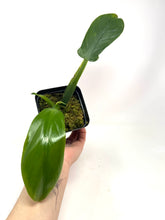 Load image into Gallery viewer, Philodendron Applanatum