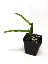 Load image into Gallery viewer, Rhipsalis Paradoxa (Ships within Canada only)