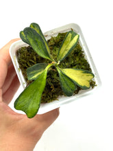 Load image into Gallery viewer, Hoya Manipurensis Variegated F