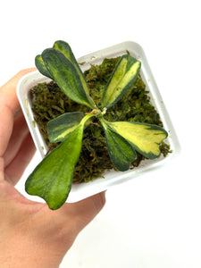 Hoya Manipurensis Variegated F
